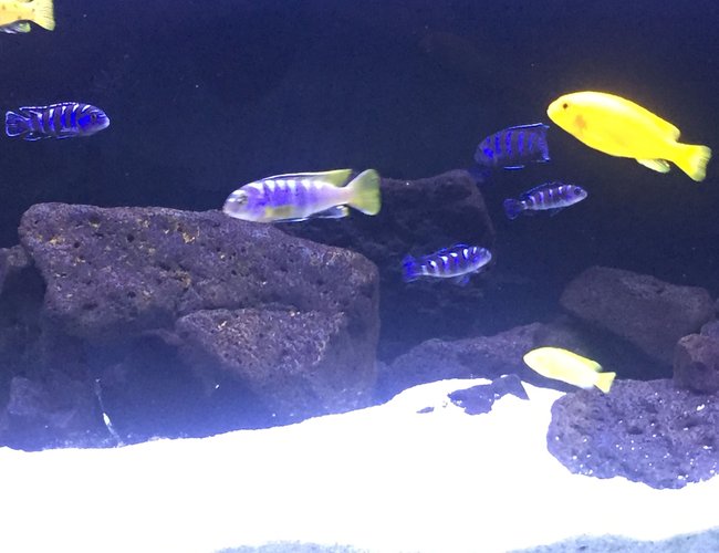 freshwater fish stocking in 80 gallons tank - Mbuna freshwater fish stocking in 80 gallons tank - Mbuna
