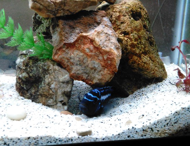 freshwater fish stocking in 55 gallons tank - One of my fish I've had for about 4 years freshwater fish stocking in 55 gallons tank - One of my fish I've had for about 4 years