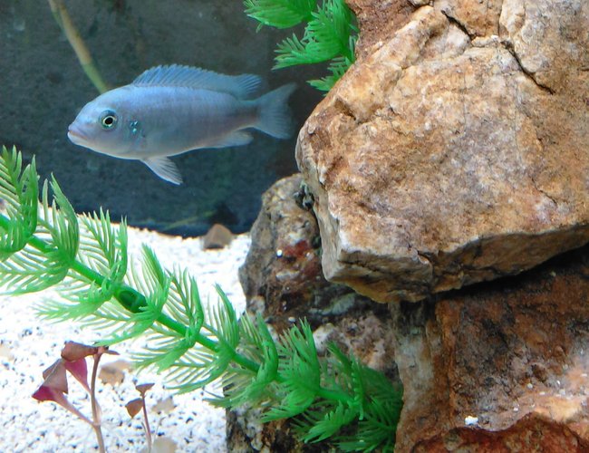freshwater fish stocking in 55 gallons tank - Cobalt blue zebra freshwater fish stocking in 55 gallons tank - Cobalt blue zebra