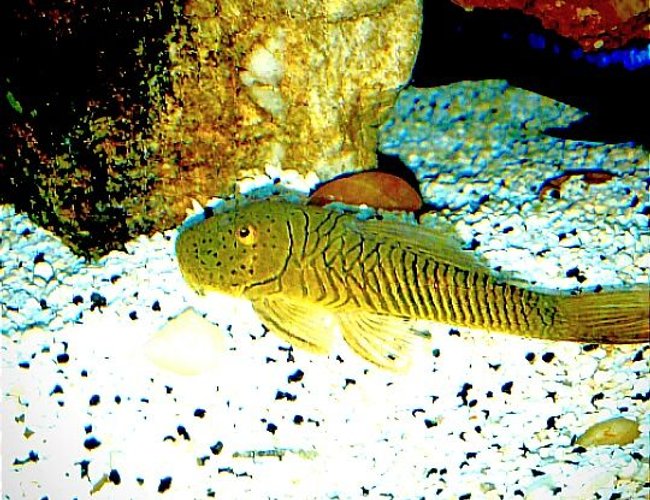 freshwater fish stocking in 55 gallons tank - Thomasi pleco freshwater fish stocking in 55 gallons tank - Thomasi pleco