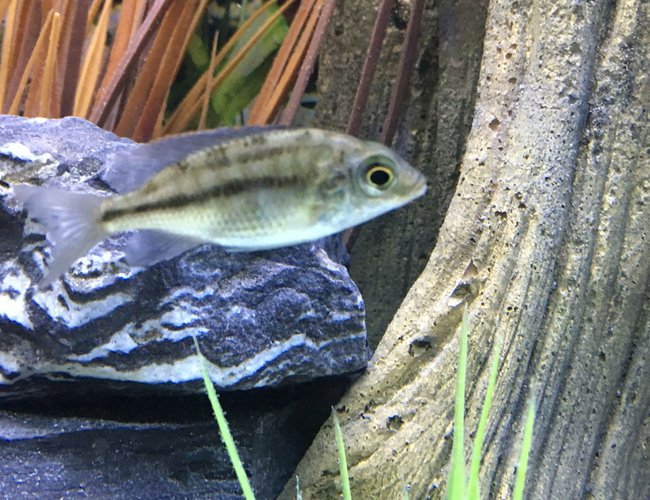 freshwater fish stocking in 45 gallons tank - Juvenile Super Red Empress 1-6-17 freshwater fish stocking in 45 gallons tank - Juvenile Super Red Empress 1-6-17