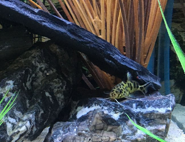 freshwater fish stocking in 45 gallons tank - Synodontis Multipunctatus 1-6-17 freshwater fish stocking in 45 gallons tank - Synodontis Multipunctatus 1-6-17
