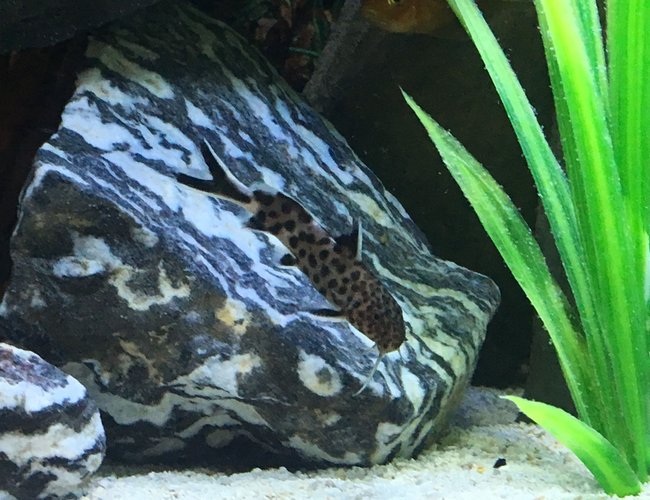 freshwater fish stocking in 45 gallons tank - Synodontis Polli 1-6-17 freshwater fish stocking in 45 gallons tank - Synodontis Polli 1-6-17