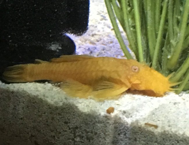 freshwater fish stocking in 45 gallons tank - Albino Bristlenose Place 1-6-17 freshwater fish stocking in 45 gallons tank - Albino Bristlenose Place 1-6-17
