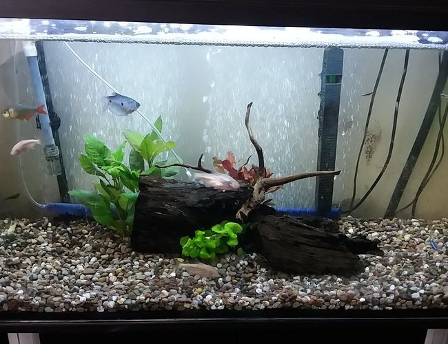 freshwater fish stocking in 20 gallons tank - Rate my tank! freshwater fish stocking in 20 gallons tank - Rate my tank!