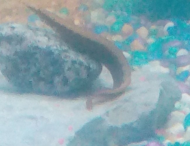 freshwater fish stocking in 30 gallons tank - This is Michael Bubble-ay (get it), he is a young peacock eel and he acts like he owns the tank, hes not known for messing around much, one could even say hes the r-eel d-eel. freshwater fish stocking in 30 gallons tank - This is Michael Bubble-ay (get it), he is a young peacock eel and he acts like he owns the tank, hes not known for messing around much, one could even say hes the r-eel d-eel.