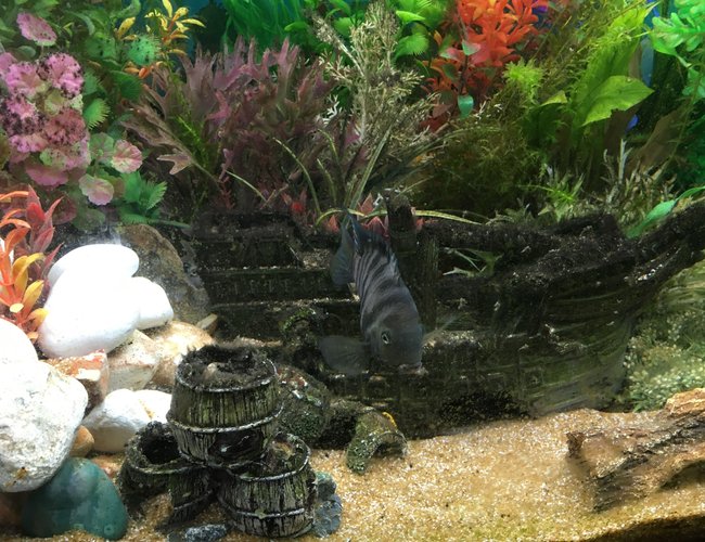 freshwater fish stocking in 44 gallons tank - Convict - The boss freshwater fish stocking in 44 gallons tank - Convict - The boss