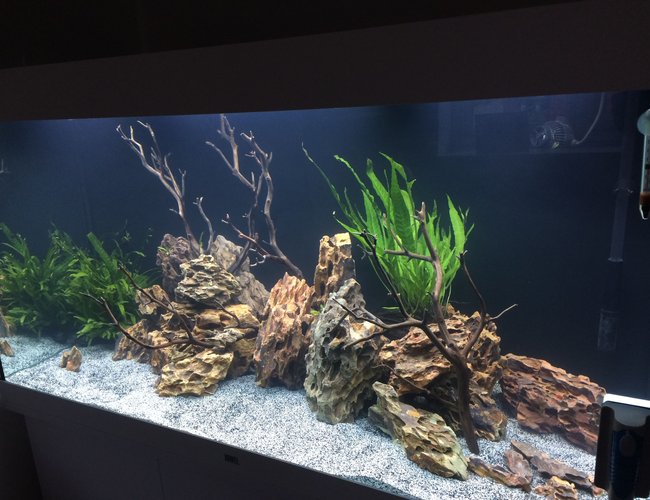 freshwater fish stocking in 350 gallons tank - Malawi Cichlids freshwater fish stocking in 350 gallons tank - Malawi Cichlids