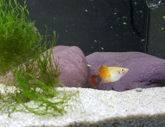 freshwater fish stocking in 29 gallons tank - Close up micky mouse freshwater fish stocking in 29 gallons tank - Close up micky mouse