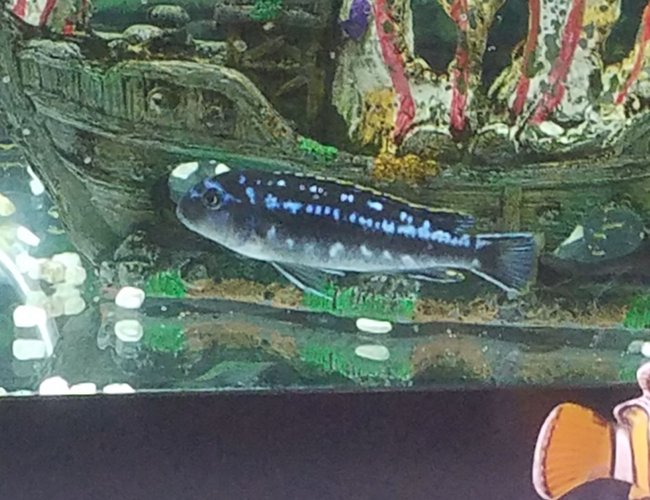 freshwater fish stocking in 60 gallons tank - What kind of fishes were given to me. freshwater fish stocking in 60 gallons tank - What kind of fishes were given to me.