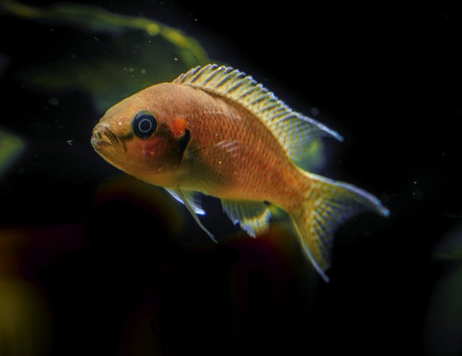 freshwater fish stocking in 53 gallons tank - cichlid princess freshwater fish stocking in 53 gallons tank - cichlid princess