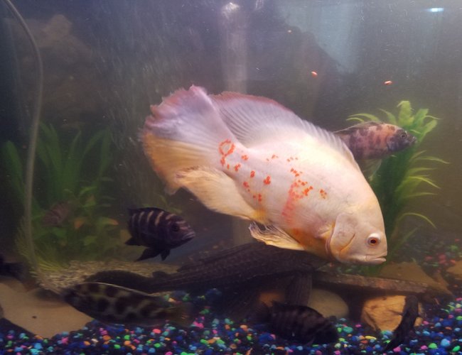 freshwater fish stocking in 40 gallons tank - Albino tiger long finger Oscar. I call him Yeti freshwater fish stocking in 40 gallons tank - Albino tiger long finger Oscar. I call him Yeti