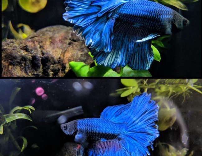 freshwater fish stocking in 8 gallons tank - Halfmoon, Rosetail Male Betta. Royal Blue with White Trim. freshwater fish stocking in 8 gallons tank - Halfmoon, Rosetail Male Betta. Royal Blue with White Trim.