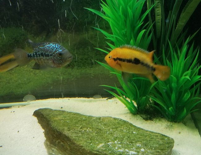 freshwater fish stocking in 125 gallons tank - Rainbow Cichlid (male) freshwater fish stocking in 125 gallons tank - Rainbow Cichlid (male)