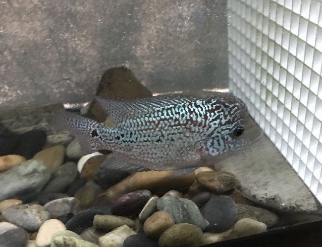 freshwater fish stocking in 240 gallons tank - Rate my flowerhorn freshwater fish stocking in 240 gallons tank - Rate my flowerhorn