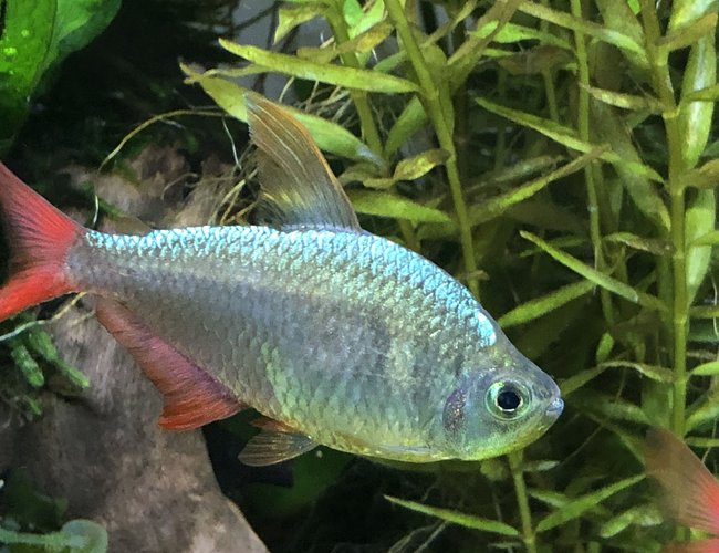 freshwater fish stocking in 29 gallons tank - Colombian tetra freshwater fish stocking in 29 gallons tank - Colombian tetra
