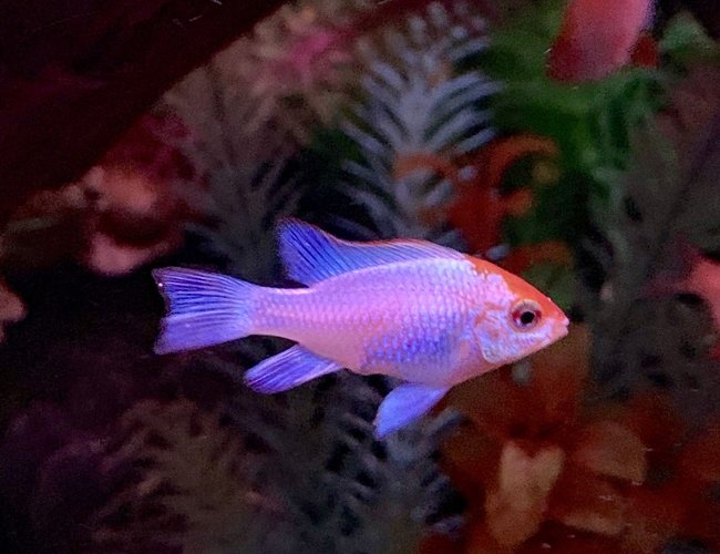 freshwater fish stocking in 125 gallons tank - My neon electric blue ram freshwater fish stocking in 125 gallons tank - My neon electric blue ram