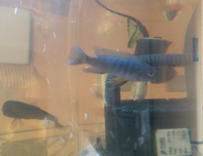 freshwater fish stocking in 90 gallons tank - Cichlids freshwater fish stocking in 90 gallons tank - Cichlids