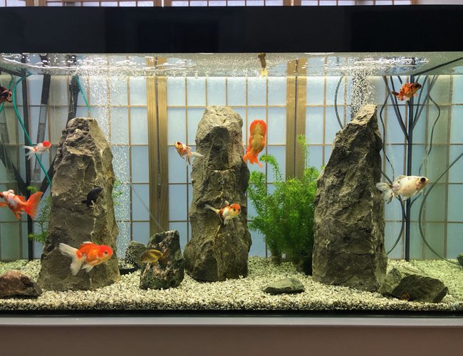freshwater fish stocking in 92 gallons tank - Japanese Rock GardenSilver GraniteMonoliths freshwater fish stocking in 92 gallons tank - Japanese Rock GardenSilver GraniteMonoliths