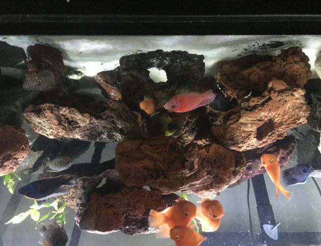 freshwater fish stocking in 75 gallons tank - Assorted cichilids freshwater fish stocking in 75 gallons tank - Assorted cichilids