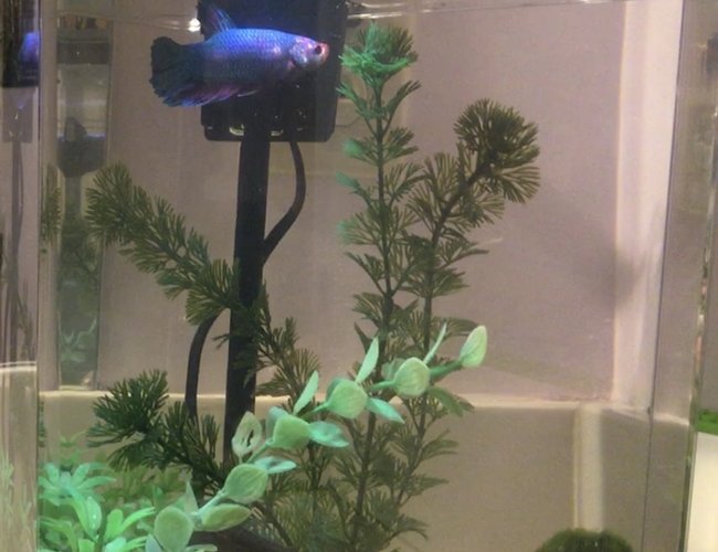 freshwater fish stocking in 20 gallons tank - My betta Phil is currently living in this 2.5 gallon. freshwater fish stocking in 20 gallons tank - My betta Phil is currently living in this 2.5 gallon.