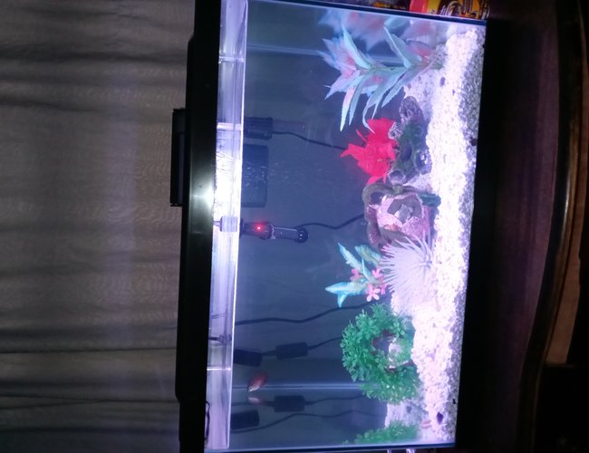 freshwater fish stocking in 20 gallons tank - For now... freshwater fish stocking in 20 gallons tank - For now...