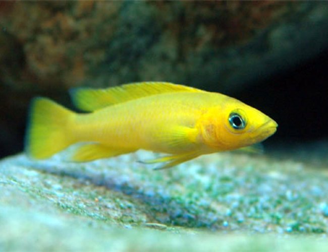 freshwater fish - neolamprologus leleupi - orange leleupi cichlid stocking in 250 gallons tank - Tanganjika freshwater fish - neolamprologus leleupi - orange leleupi cichlid stocking in 250 gallons tank - Tanganjika