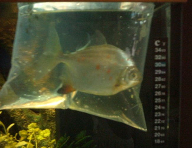 freshwater fish - metynnis argenteus - silver dollar stocking in 66 gallons tank - my red hook metynnis freshwater fish - metynnis argenteus - silver dollar stocking in 66 gallons tank - my red hook metynnis