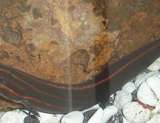 freshwater fish - mastacembelus erythrotaenia - fire eel stocking in 45 gallons tank - One of my 2 Fire eels. freshwater fish - mastacembelus erythrotaenia - fire eel stocking in 45 gallons tank - One of my 2 Fire eels.