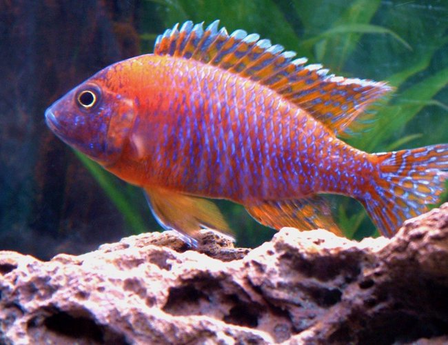 freshwater fish - aulonocara rubescens - ruby red peacock stocking in 55 gallons tank - My young Red Peacock. freshwater fish - aulonocara rubescens - ruby red peacock stocking in 55 gallons tank - My young Red Peacock.