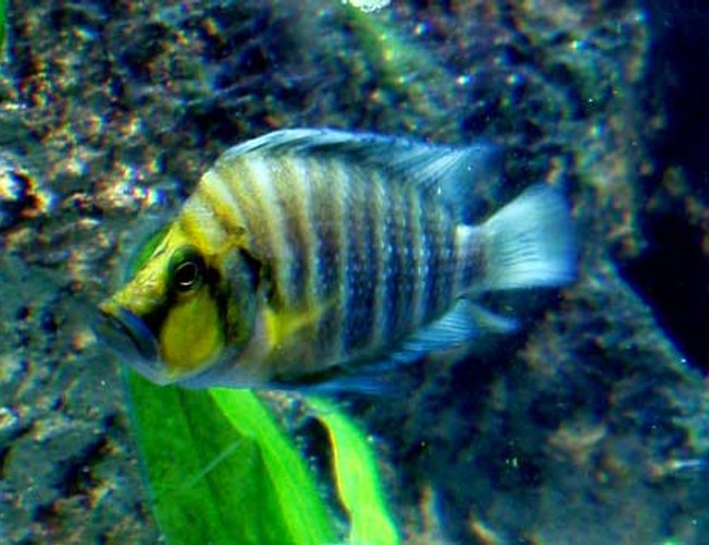 freshwater fish - altolamprologus compressicep - gold head compressicep cichlid stocking in 125 gallons tank - Going for Gold, my gold head comp poses like the diva he is. freshwater fish - altolamprologus compressicep - gold head compressicep cichlid stocking in 125 gallons tank - Going for Gold, my gold head comp poses like the diva he is.