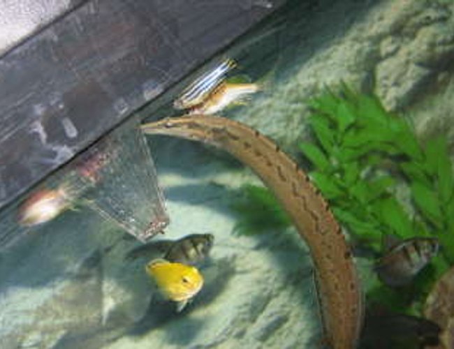 freshwater fish - mastacembelus armatus - tire track eel stocking in 55 gallons tank - feeding time 2 freshwater fish - mastacembelus armatus - tire track eel stocking in 55 gallons tank - feeding time 2