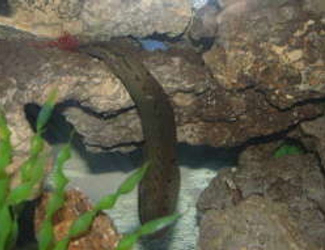 freshwater fish - mastacembelus armatus - tire track eel stocking in 55 gallons tank - eel eating freshwater fish - mastacembelus armatus - tire track eel stocking in 55 gallons tank - eel eating