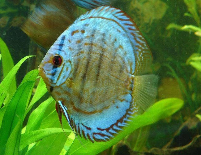 freshwater fish - symphysodon aequifasciata - royal blue discus stocking in 90 gallons tank - Brilliant Blue Discus
Symphysodon aequifasciatus
This photo is not enhanced. freshwater fish - symphysodon aequifasciata - royal blue discus stocking in 90 gallons tank - Brilliant Blue Discus
Symphysodon aequifasciatus
This photo is not enhanced.