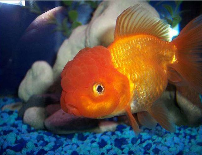 freshwater fish - carassius auratus - red oranda goldfish stocking in 72 gallons tank - Goldfish, Red Oranda freshwater fish - carassius auratus - red oranda goldfish stocking in 72 gallons tank - Goldfish, Red Oranda