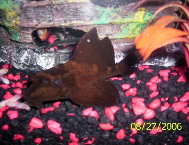 freshwater fish - pterygoplichthys scrophus - rhino pleco stocking in 55 gallons tank - picture of my Rhino pleco with full fin up. freshwater fish - pterygoplichthys scrophus - rhino pleco stocking in 55 gallons tank - picture of my Rhino pleco with full fin up.