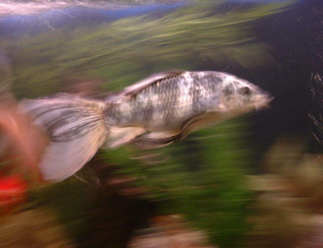 freshwater fish - cyprinus carpio - koi stocking in 36 gallons tank - Sparky, the butterfly Koi, Swimming in motion! freshwater fish - cyprinus carpio - koi stocking in 36 gallons tank - Sparky, the butterfly Koi, Swimming in motion!