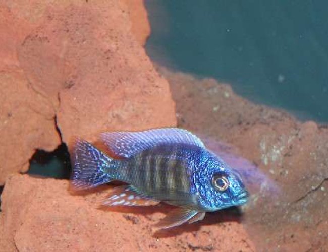 freshwater fish - protomelas steveni - taiwan reef stocking in 135 gallons tank - reef freshwater fish - protomelas steveni - taiwan reef stocking in 135 gallons tank - reef