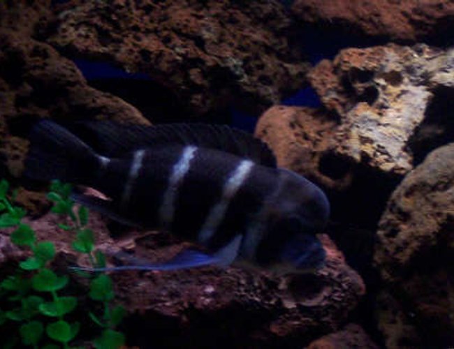 freshwater fish - cyphotilapia frontosa - frontosa cichlid stocking in 180 gallons tank - 10 " male frontosa freshwater fish - cyphotilapia frontosa - frontosa cichlid stocking in 180 gallons tank - 10 " male frontosa
