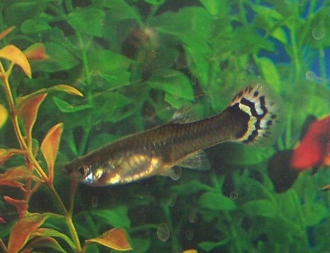 freshwater fish - poecilia reticulata - red cobra delta guppy stocking in 10 gallons tank - my female guppy freshwater fish - poecilia reticulata - red cobra delta guppy stocking in 10 gallons tank - my female guppy