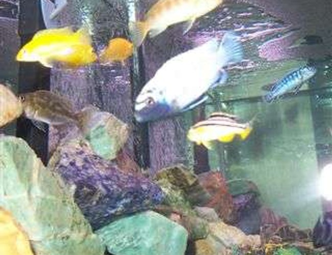 freshwater fish - melanochromis auratus - auratus cichlid stocking in 55 gallons tank - ruby red peacock
2 electiric yellow
kenyi
auratus
electric blue johnny
pseudo Polit aka king of the tank
1 bottom left just bought and forgot the name freshwater fish - melanochromis auratus - auratus cichlid stocking in 55 gallons tank - ruby red peacock
2 electiric yellow
kenyi
auratus
electric blue johnny
pseudo Polit aka king of the tank
1 bottom left just bought and forgot the name