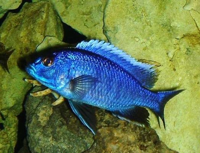 freshwater fish - sciaenochromis fryeri - electric blue hap stocking in 55 gallons tank - Hap. Ahli freshwater fish - sciaenochromis fryeri - electric blue hap stocking in 55 gallons tank - Hap. Ahli
