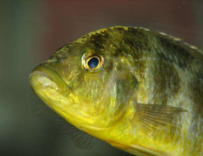freshwater fish - nimbochromis venustus - venustus cichlid stocking in 50 gallons tank - Nimbochromis Venustus - Female freshwater fish - nimbochromis venustus - venustus cichlid stocking in 50 gallons tank - Nimbochromis Venustus - Female