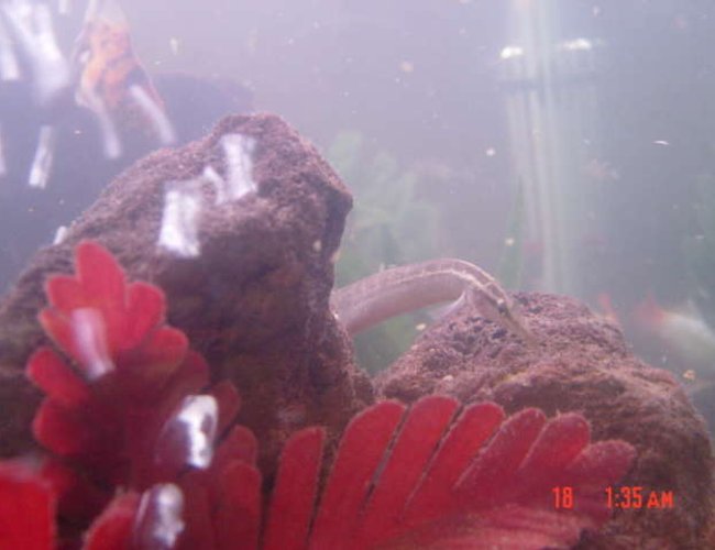 freshwater fish - mastacembelus pancalus - zig zag yellow tail eel stocking in 90 gallons tank - Felix. freshwater fish - mastacembelus pancalus - zig zag yellow tail eel stocking in 90 gallons tank - Felix.