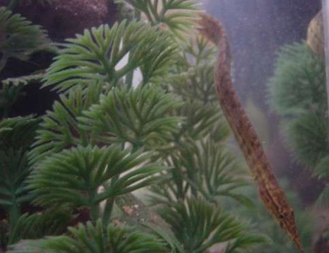 freshwater fish - mastacembelus pancalus - zig zag yellow tail eel stocking in 90 gallons tank - Felix, our Yellow Tail Eel. freshwater fish - mastacembelus pancalus - zig zag yellow tail eel stocking in 90 gallons tank - Felix, our Yellow Tail Eel.