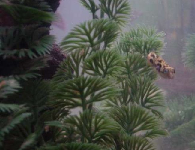 freshwater fish - carinotetraodon travancoricus - indian dwarf puffer stocking in 90 gallons tank - Nibb, our Dwarf Puffer. freshwater fish - carinotetraodon travancoricus - indian dwarf puffer stocking in 90 gallons tank - Nibb, our Dwarf Puffer.