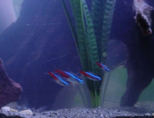 freshwater fish - paracheirodon innesi - neon tetra jumbo stocking in 90 gallons tank - Mama Cass and Crew. freshwater fish - paracheirodon innesi - neon tetra jumbo stocking in 90 gallons tank - Mama Cass and Crew.