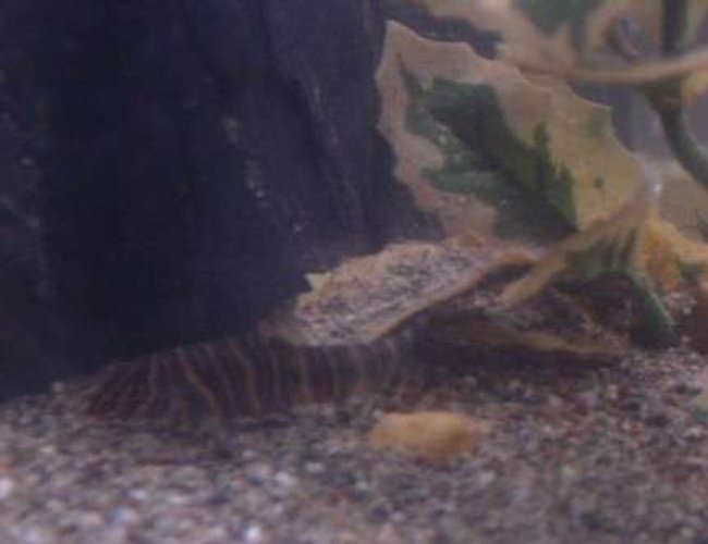 freshwater fish - botia striata - striata botia loach stocking in 90 gallons tank - Terrance, our Zebra Loach. freshwater fish - botia striata - striata botia loach stocking in 90 gallons tank - Terrance, our Zebra Loach.