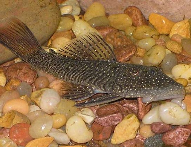 freshwater fish - parancistrus aurantiacus - rubber pleco (l-56) stocking in 90 gallons tank - My rubbernose pleco freshwater fish - parancistrus aurantiacus - rubber pleco (l-56) stocking in 90 gallons tank - My rubbernose pleco