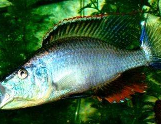 freshwater fish - dimidiochromis compressiceps - compressiceps cichlid stocking in 60 gallons tank - D.compressiceps 7" freshwater fish - dimidiochromis compressiceps - compressiceps cichlid stocking in 60 gallons tank - D.compressiceps 7"